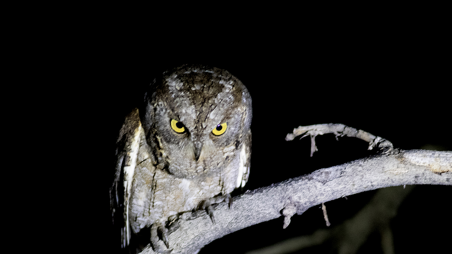Eurasian Scops-Owl